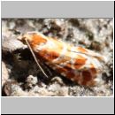 Rhyacionia bouliana - Kieferntriebwickler 01a - OS-Niedringhaussee-TUEP.jpg